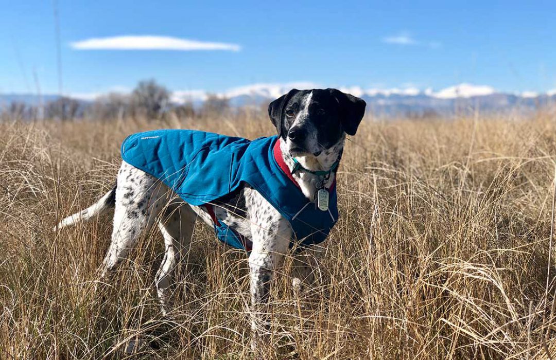 Ruffwear Stumptown Review