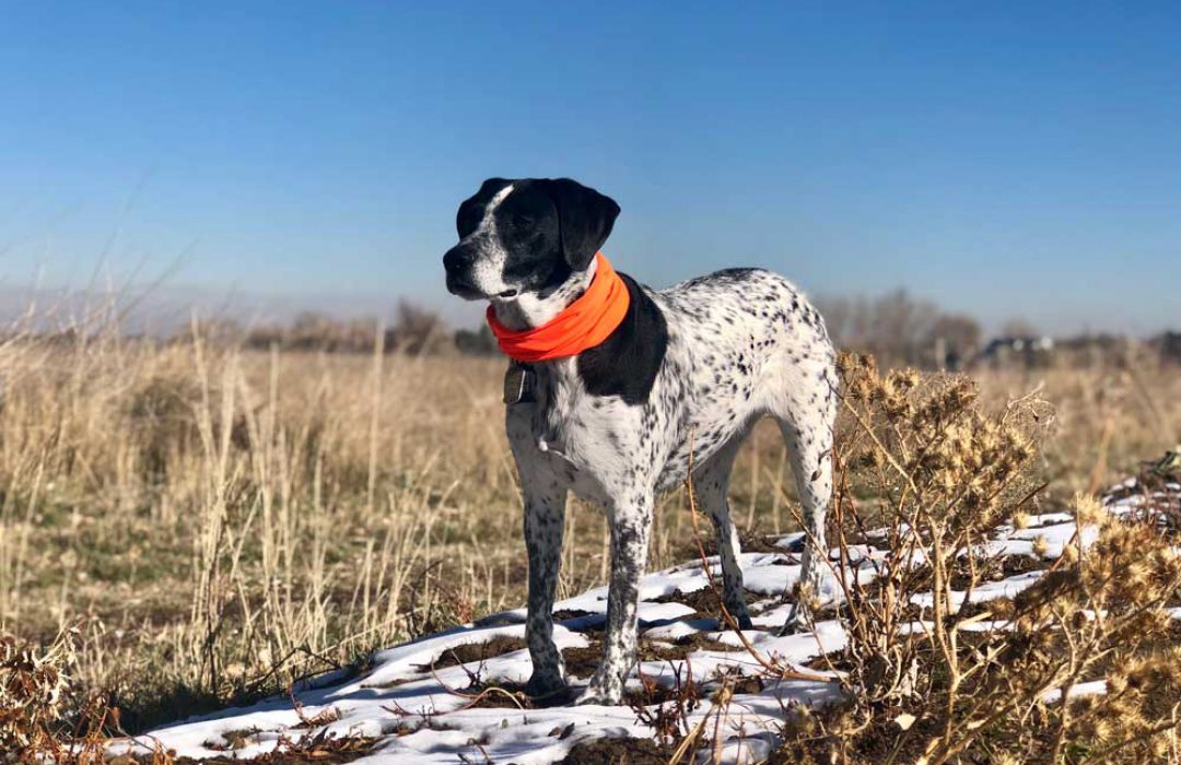 Turtle Fur Good Dog Bandana