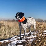 Turtle Fur Good Dog Bandana